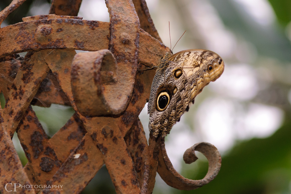 Owl Butterfly at RHS Wisley Gardens