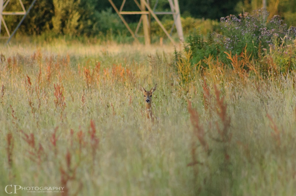 A roe deer in the long grass at Surrey Wildlife Trust Manor Farm reserve