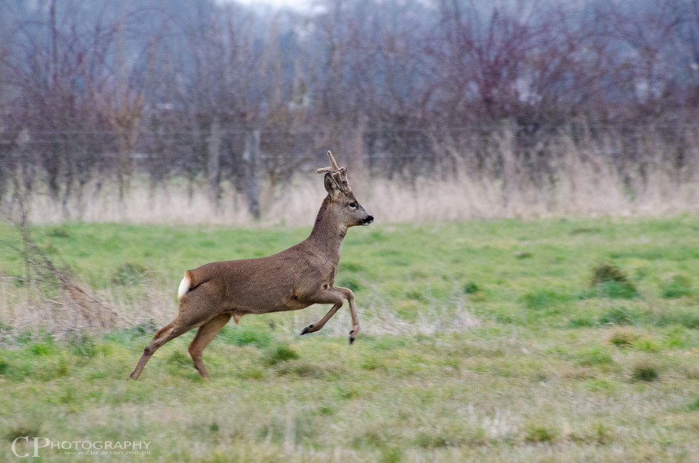 A Roe deer at SWT Manor Farm