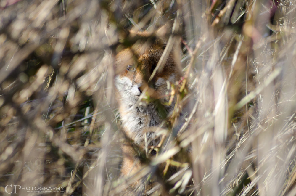 A fox stares from the undergrowth