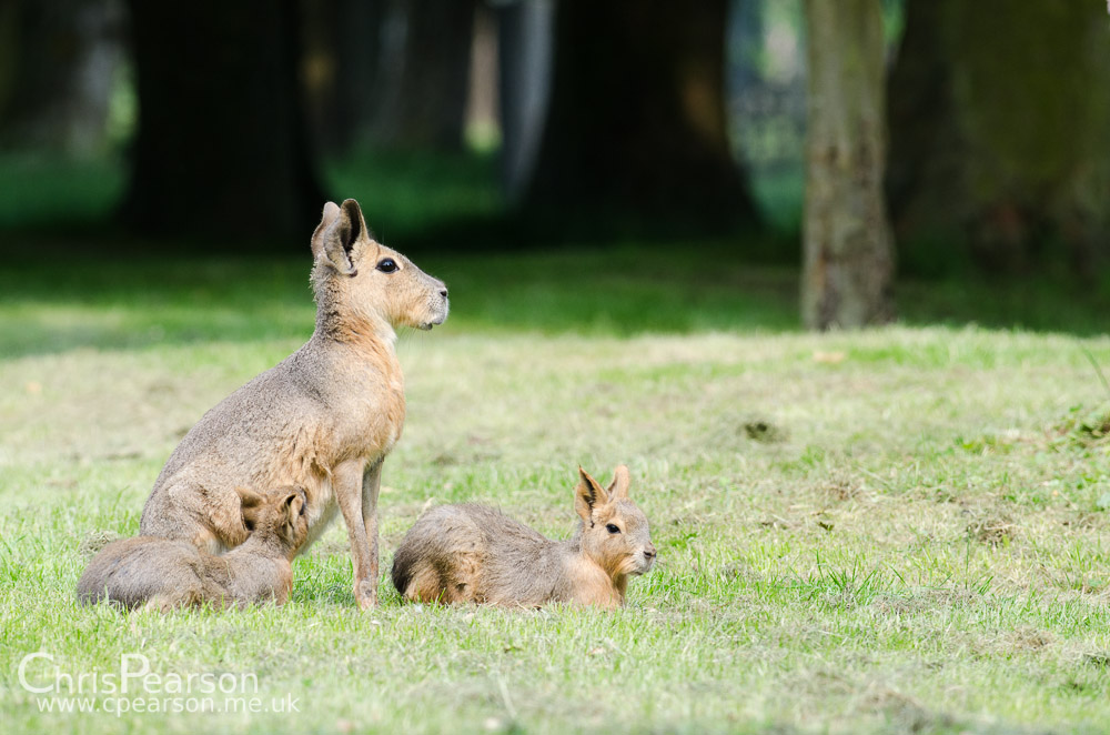 A female Mara with 2 young
