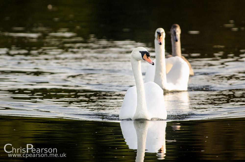 A pair of mute swans with their cygnet