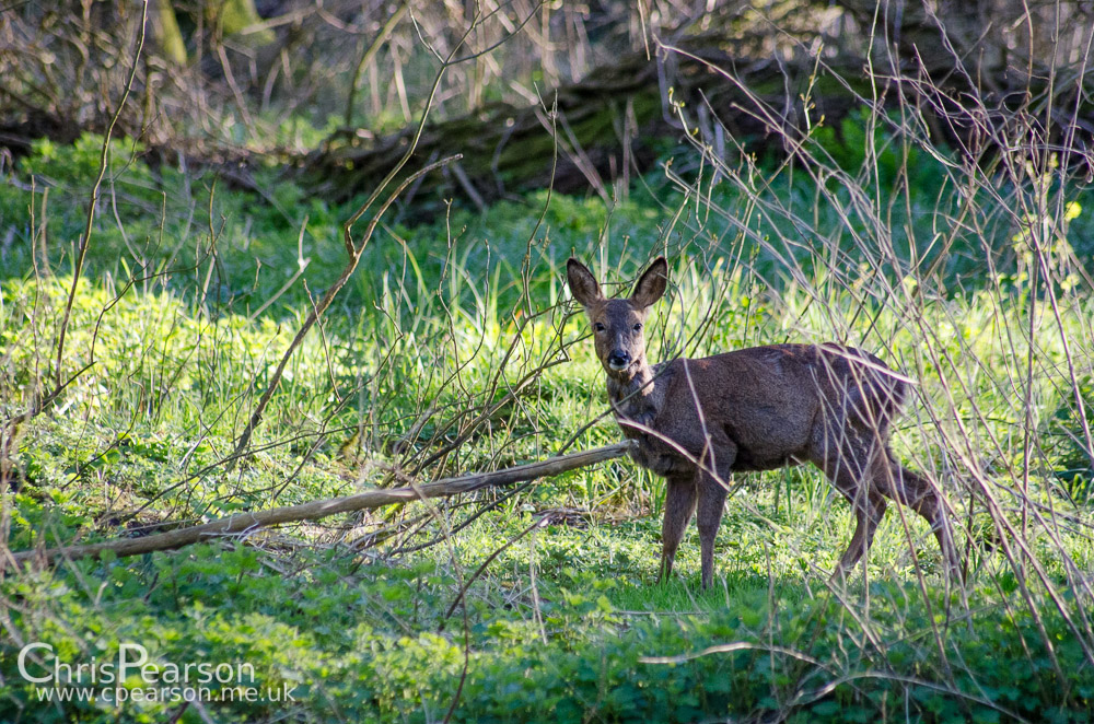 A roe deer doe feeds on a wooded area between a river fork