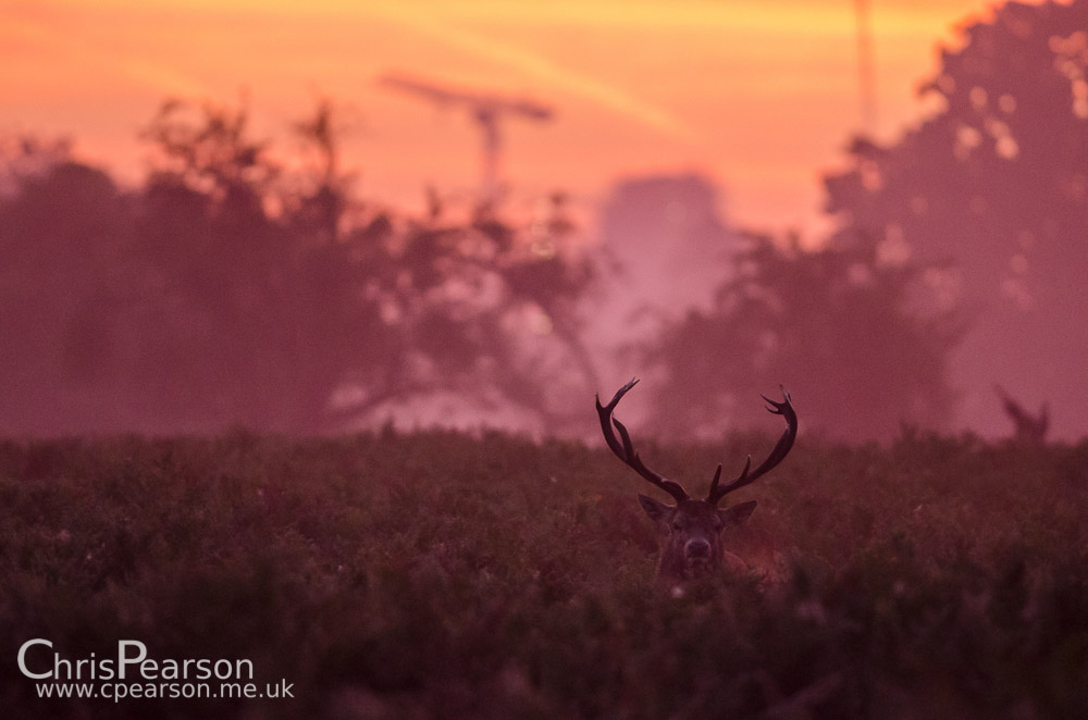 A red deer stag at Dawn in Bushy Park. Kingstons skyline can be seen in the back ground