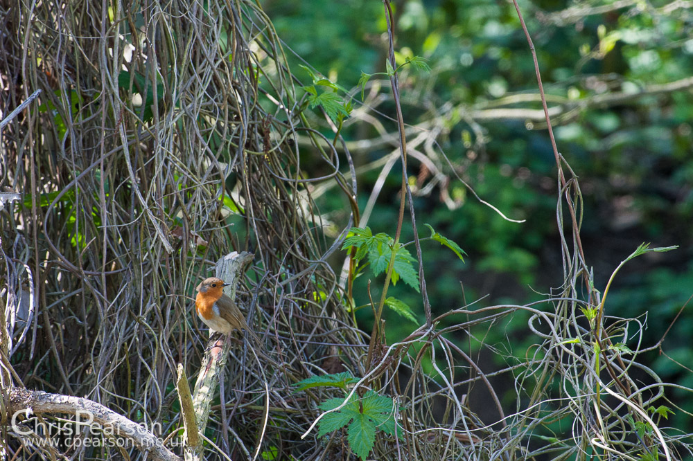 A robin sits on a vine covered stree opposite the bird hide at RHS Wisley Gardens