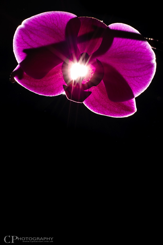 Backlit Orchid