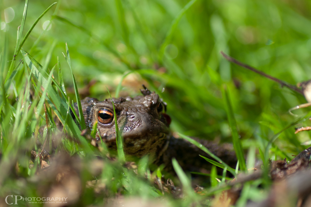 Common Toad