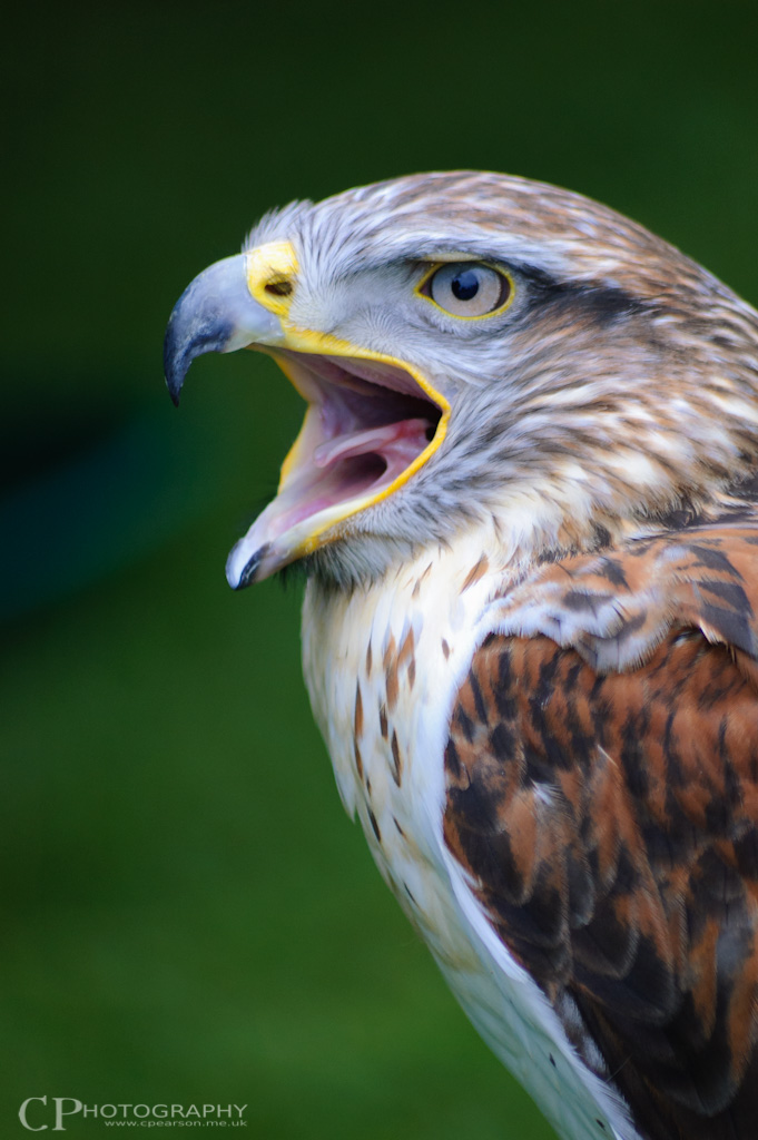 ‘Fudge’, a captive Ferruginous Hawk
