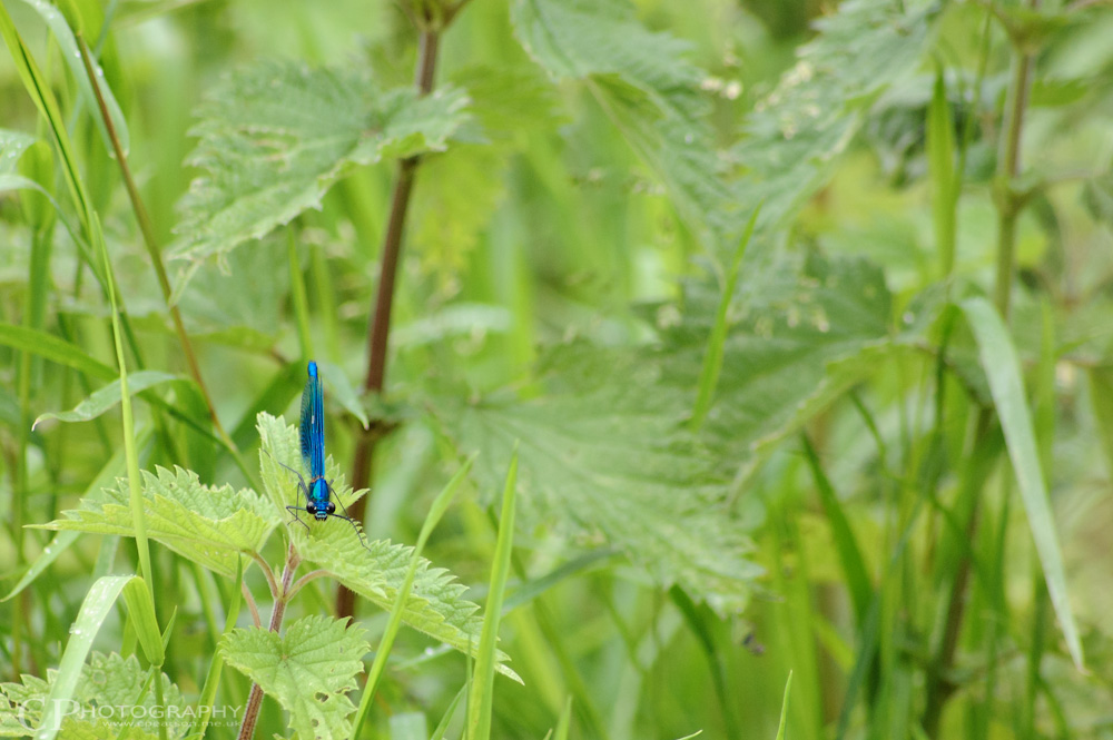 Damselfly