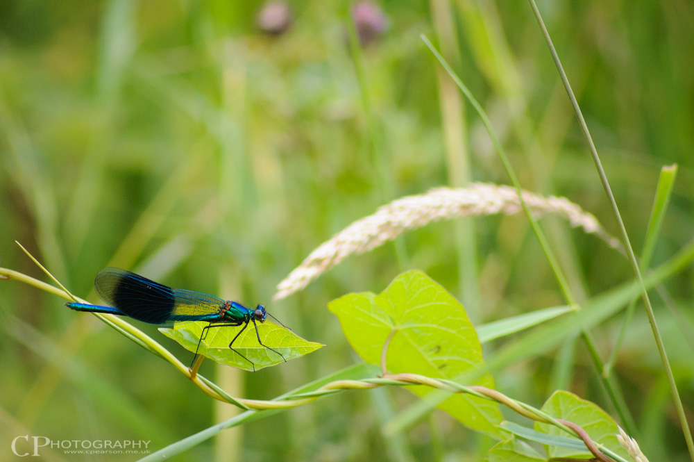 A Damselfly