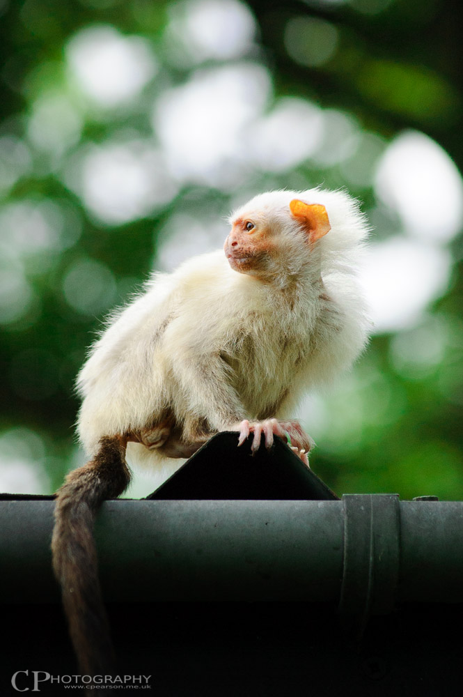 Silvery Marmoset