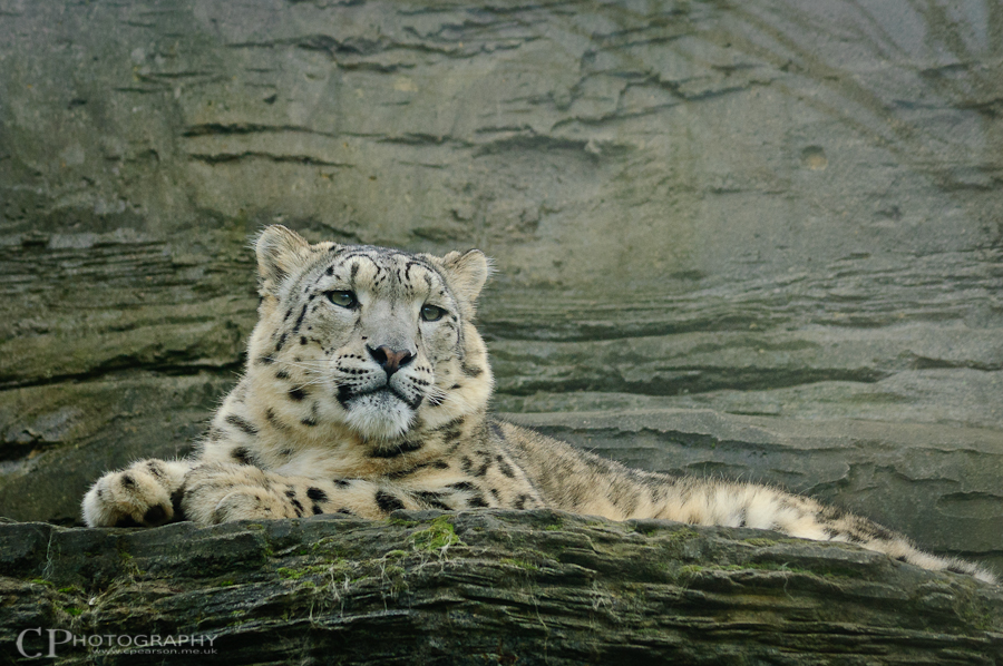 Snow Leopard