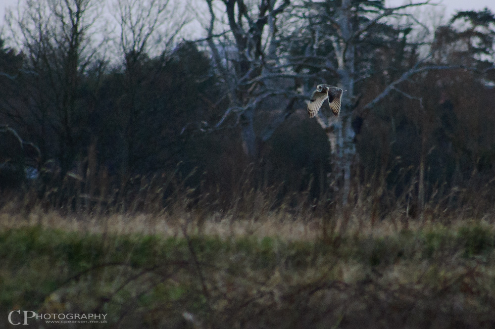 A short eared owl flies past just before dusk.