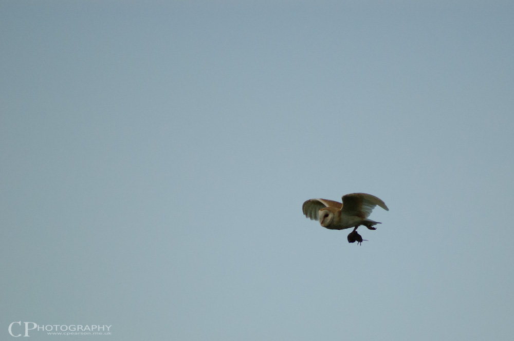 A barn owl flying over Surrey Wildlife Trust Manor Farm reserve