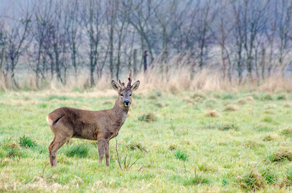 SWT Manor Farm Roe Deer