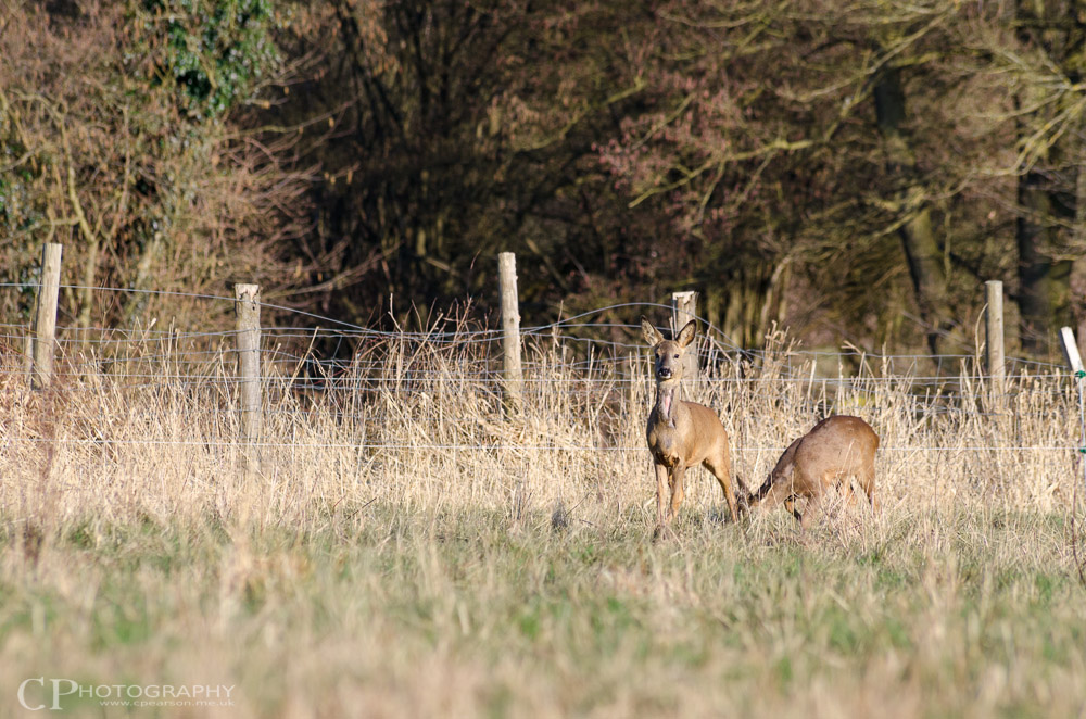 Roe deer across the field