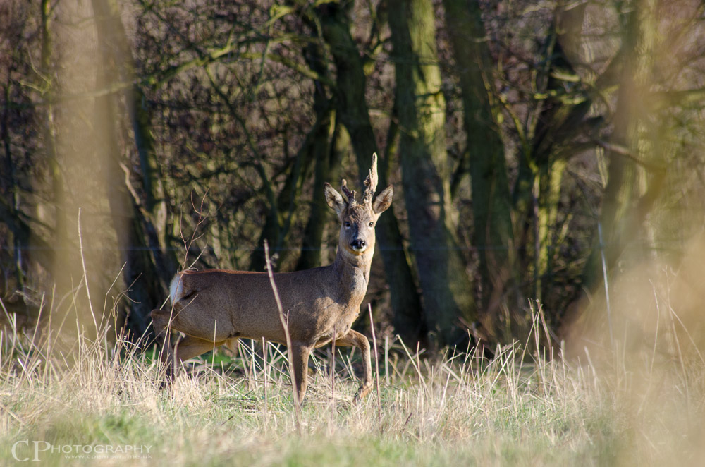 Roe Deer buck