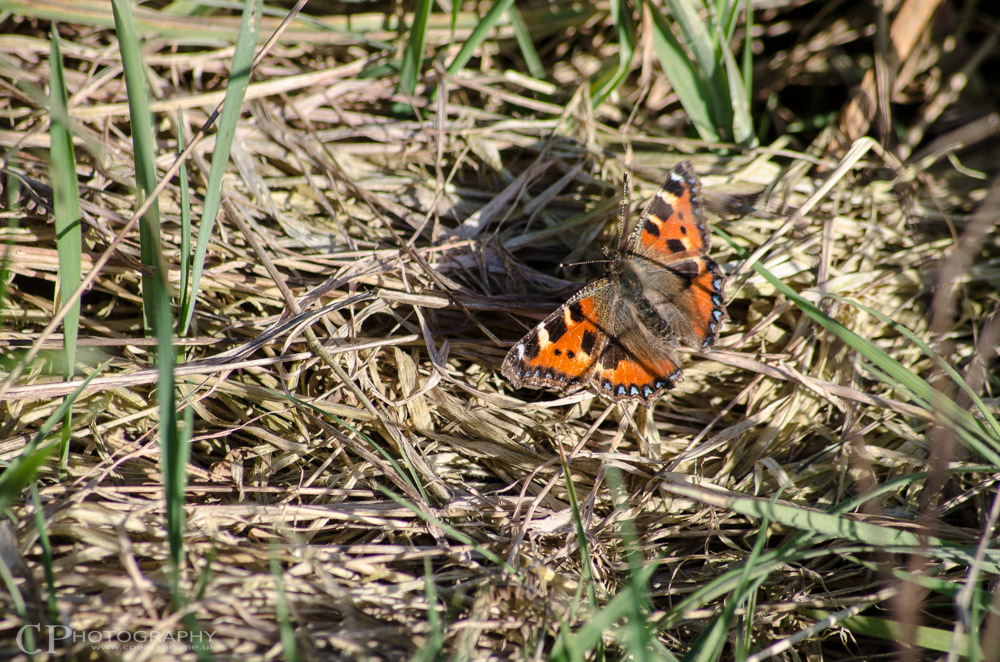 Small Tortoiseshell butterfly