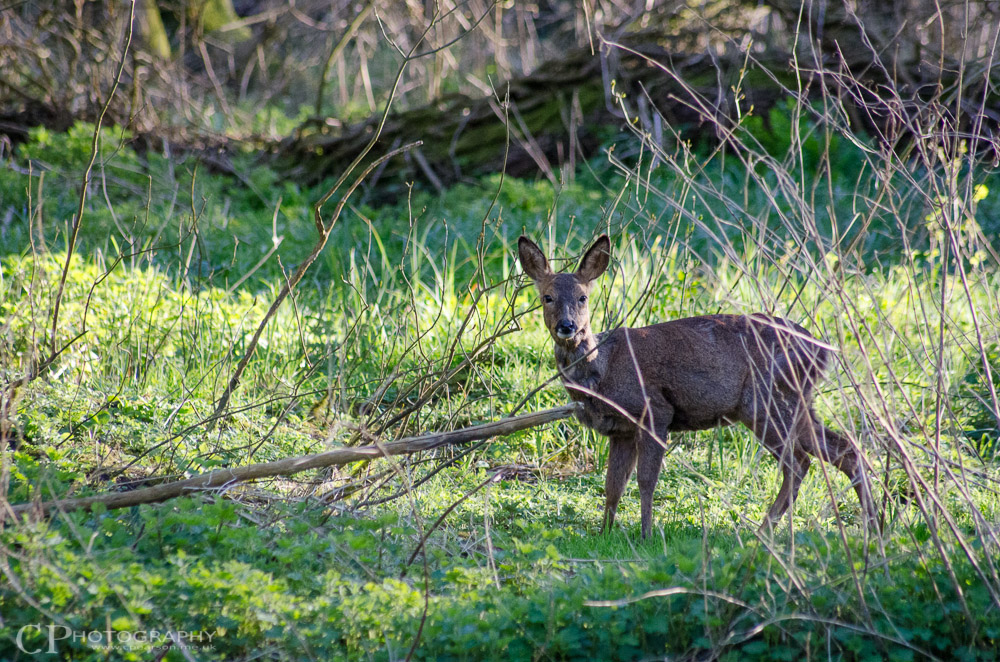 Roe deer doe by the river