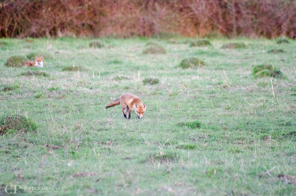 A pair of foxes