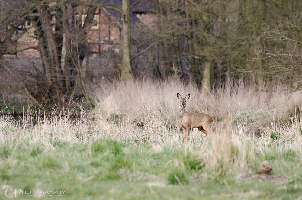 A female roe deer