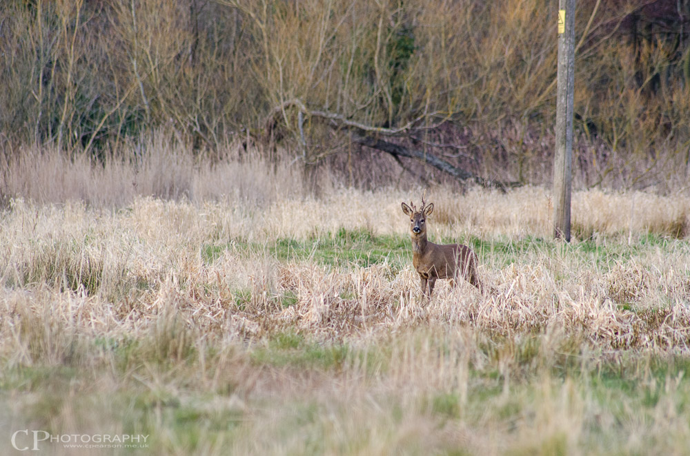 Roe deer buck