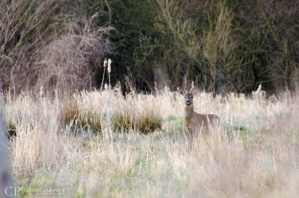 The male roe starts to notice my presence.