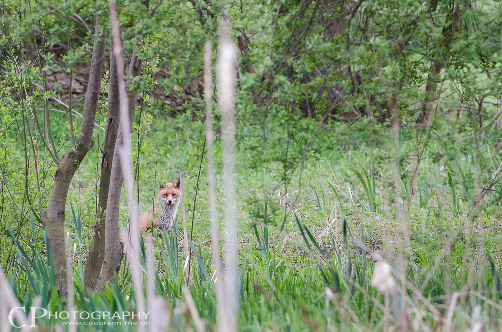 A fox hides in a thicket