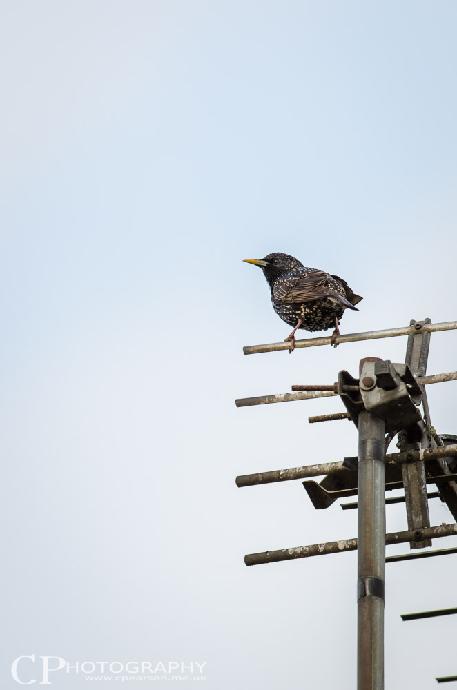 A startling perches on the aerial of next doors house