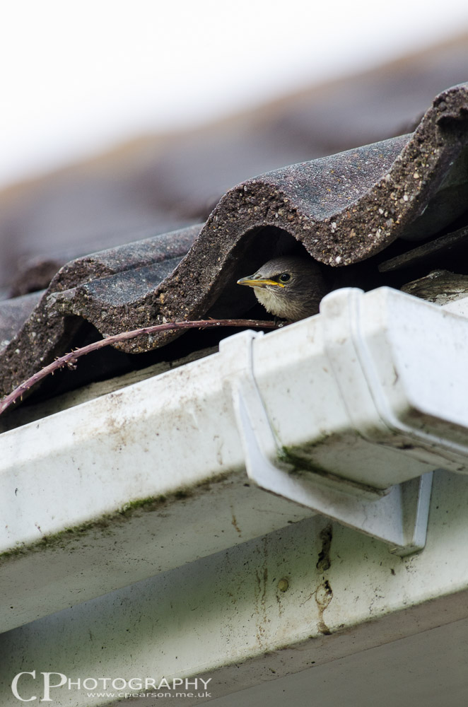 Starling chick looking out from the nest