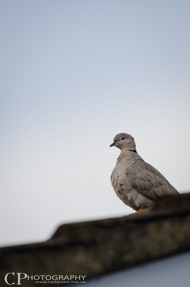 Collared Dove on the roof