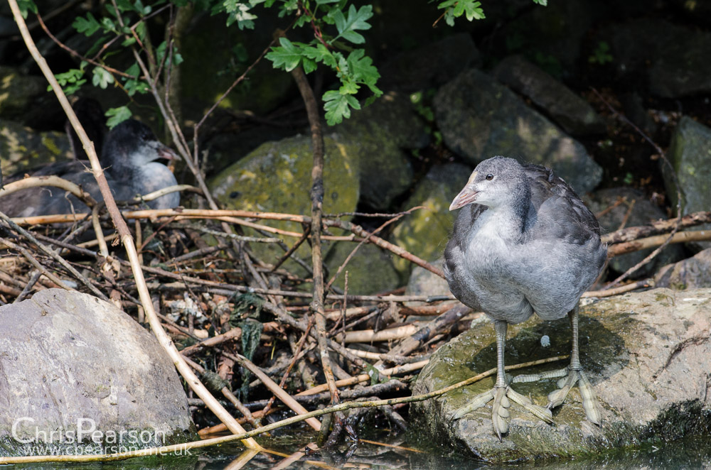 Juvenile Coot