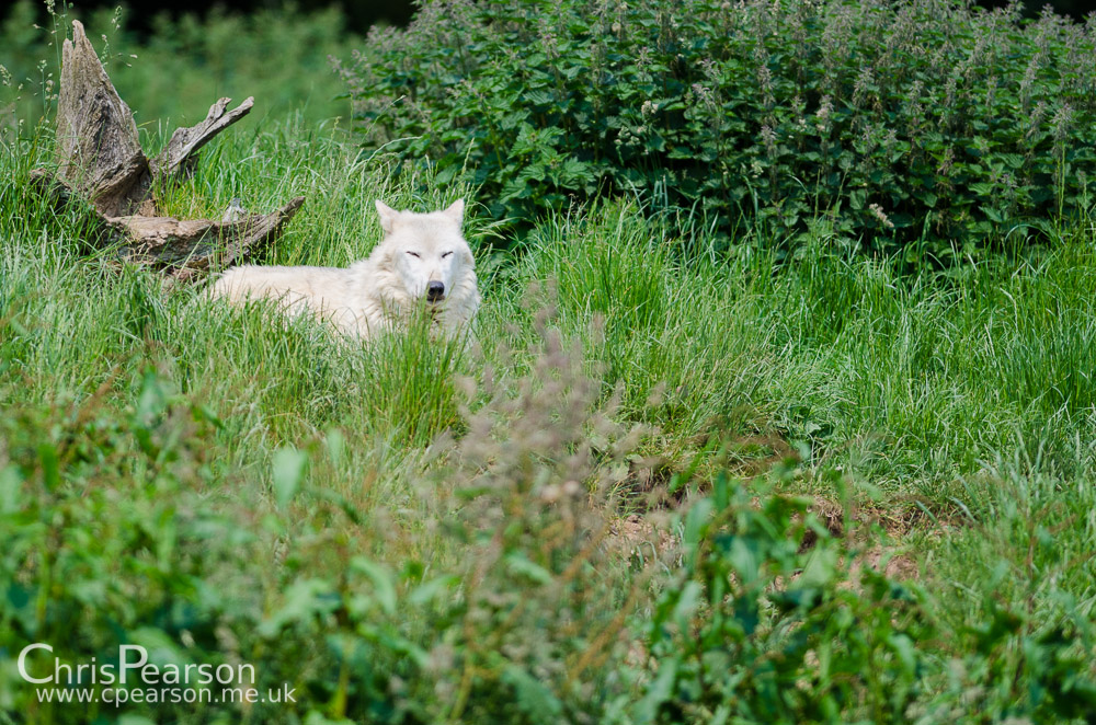 A white gray wolf