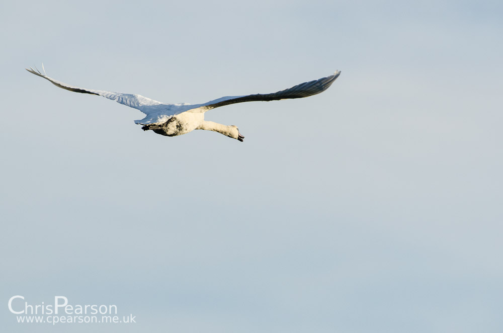 A mute swan flies over head