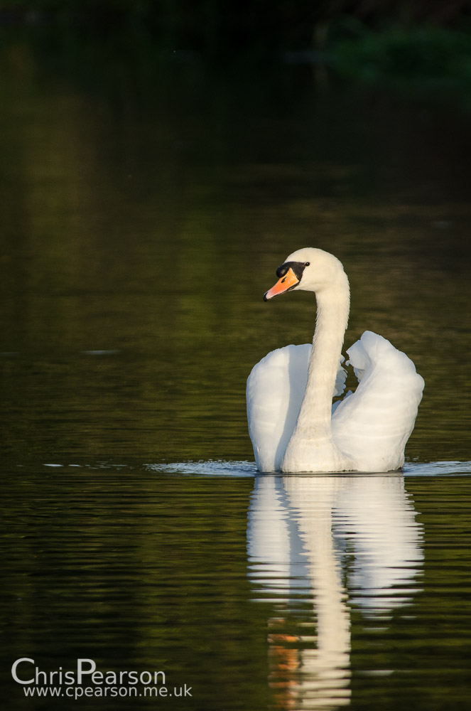 A single mute swan floats on the river current