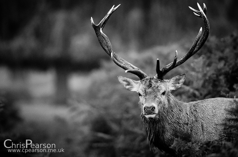 Bushy Park Stag in B&W