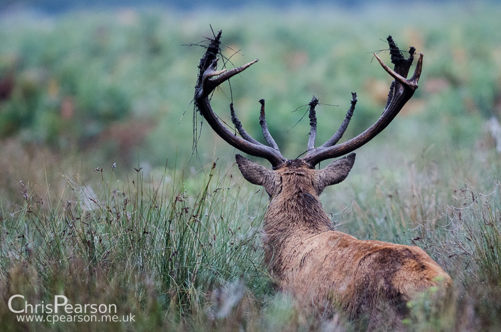 Bushy Park Stag