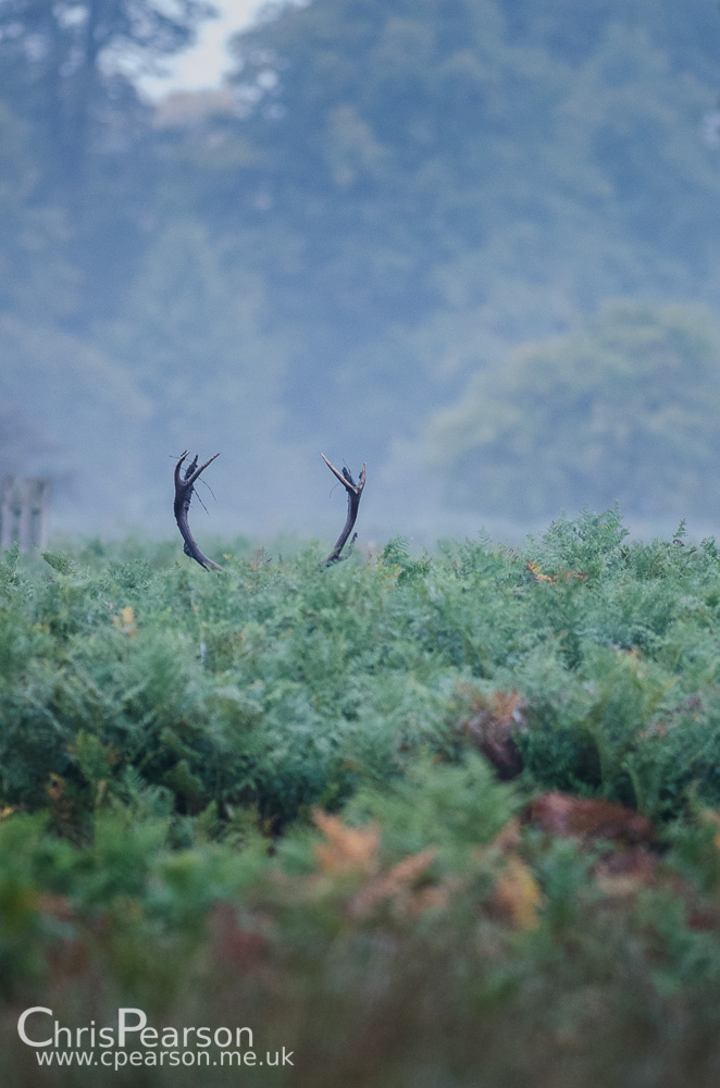 Hiding in the bracken