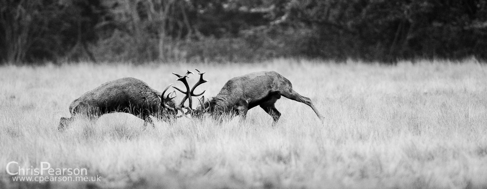 Duelling Stags