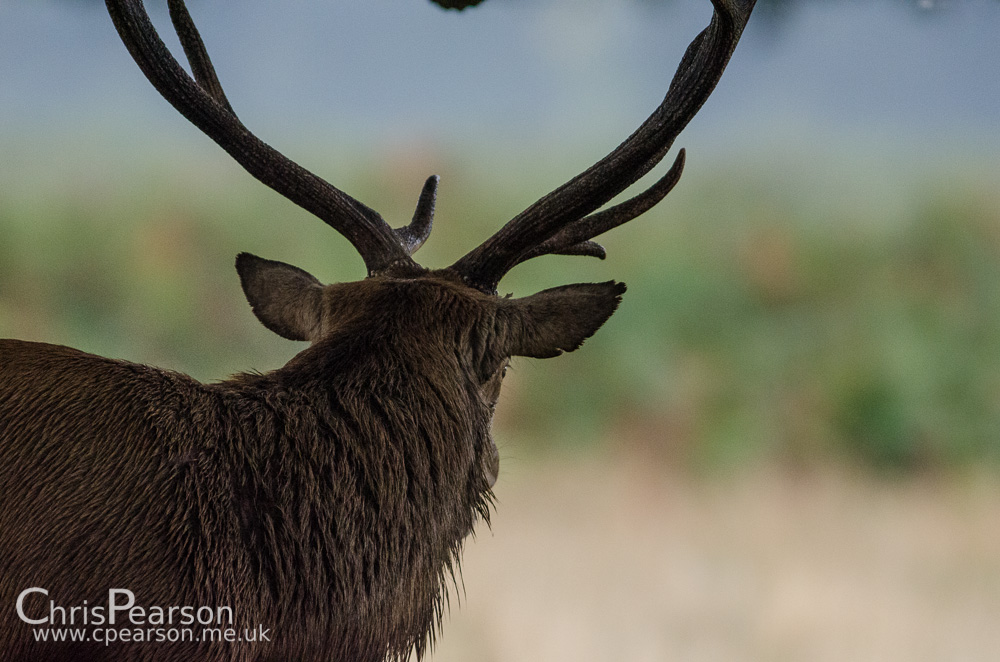 A stag stands under a tree watching another in the distance