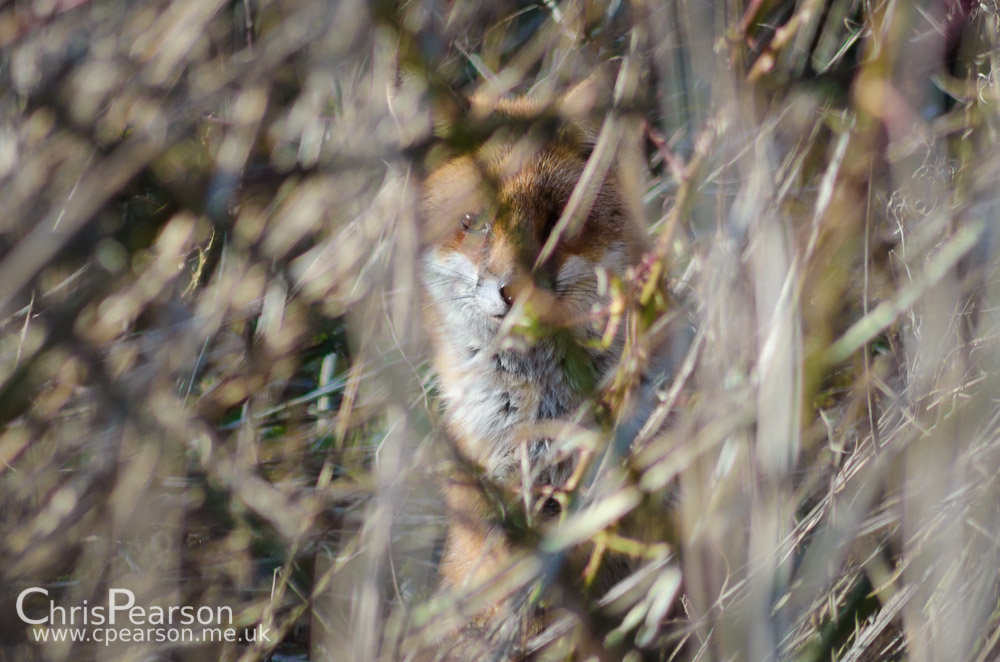 A fox hides in thick brambles and stares out at me