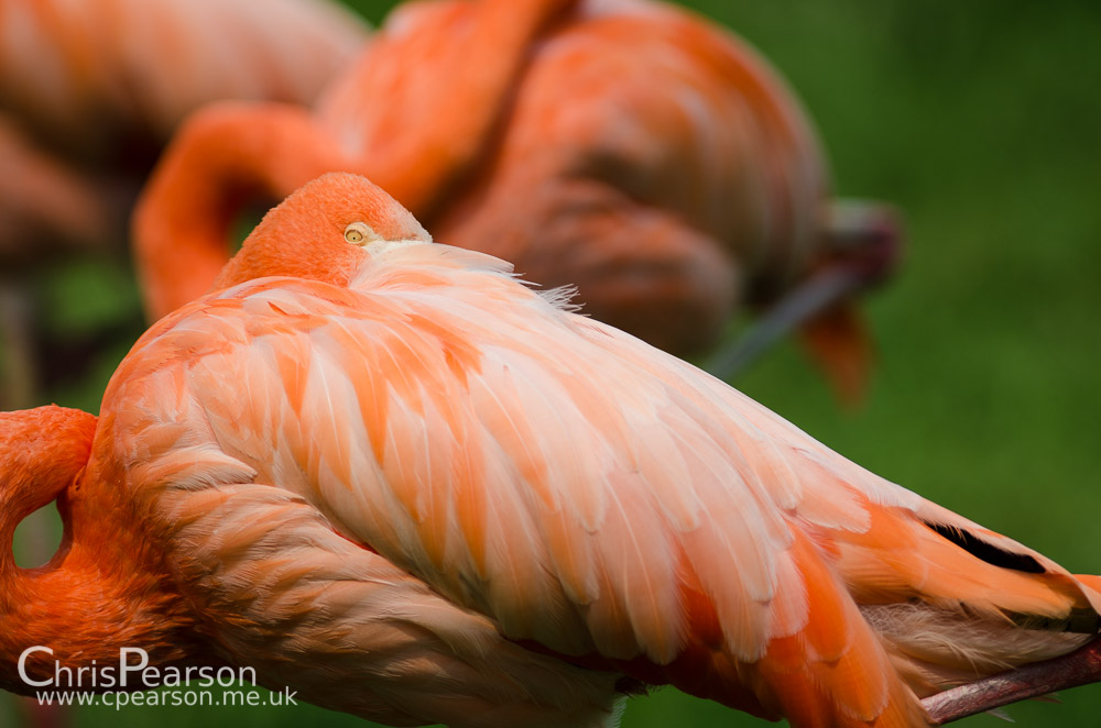 A flamingo rests in the sun at ZSL Whipsnade Zoo