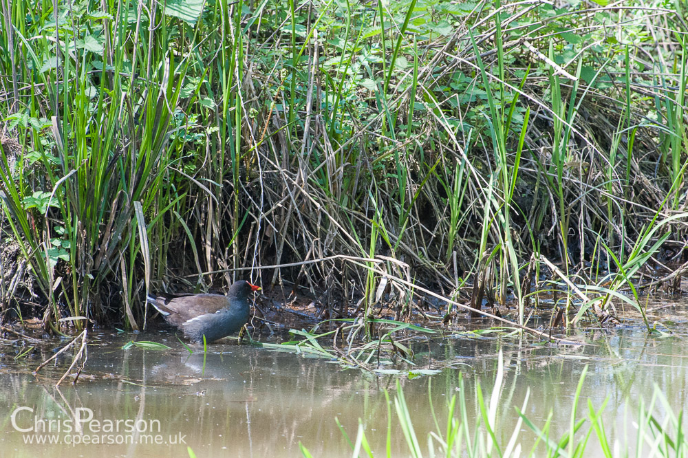 A morehen navigates the edge of the river Wey opposite the bird hide at RHS Wisley Gardens