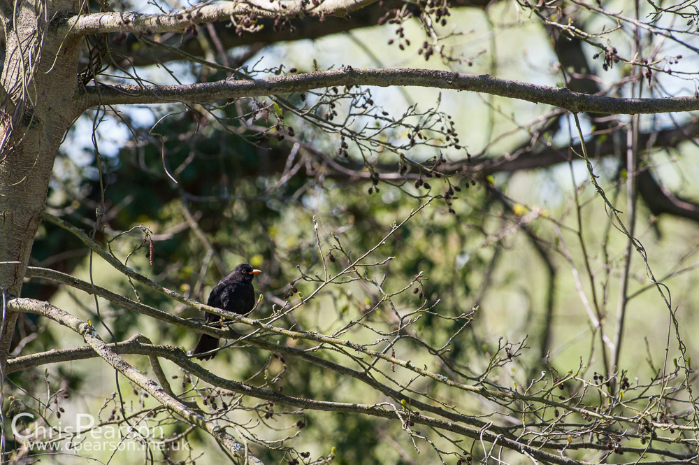A blackbird in the tree opposite the bird hide in RHS Wisley Gardens